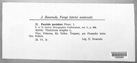 Puccinia recondita image